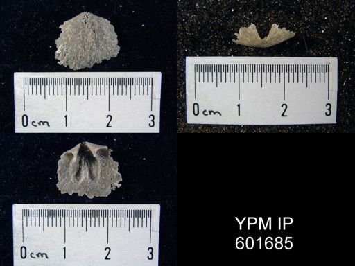 Doleroides sp.