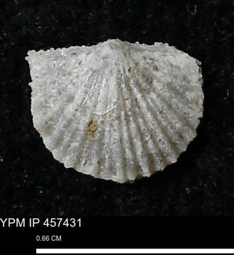 Stropheodonta sp.