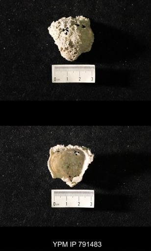 Edriosteges sp.