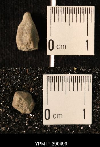 Heteroschisma