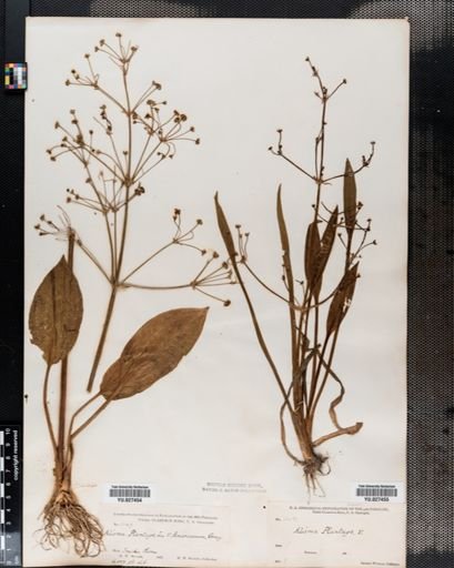 Alisma subcordatum