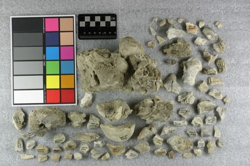 Subhyracodon sp.