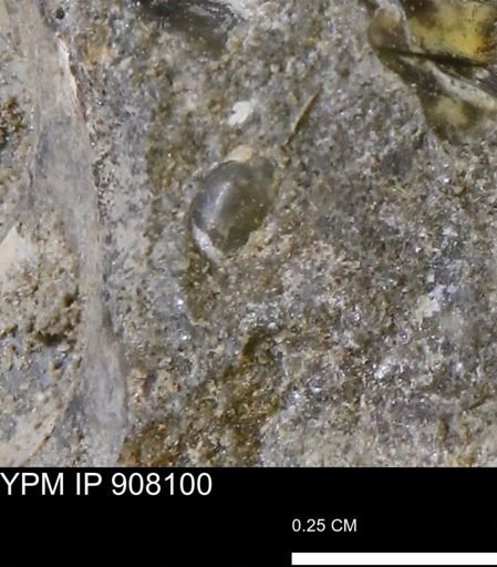 Gastropoda?