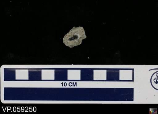 Nanosaurus