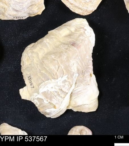 Gryphaea mucronata