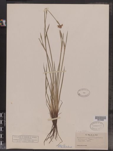 Sisyrinchium gramineum