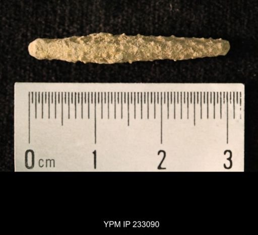 Archaeocidaris sp.