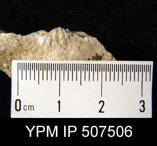 Spirifer varicosa
