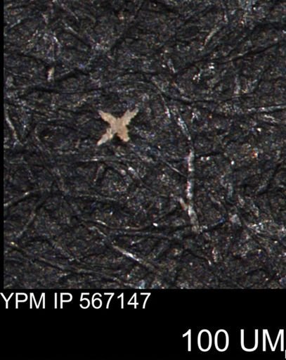 undet. Porifera