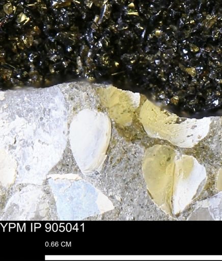 undet. Bivalvia