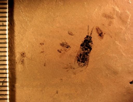 undet. Hymenoptera