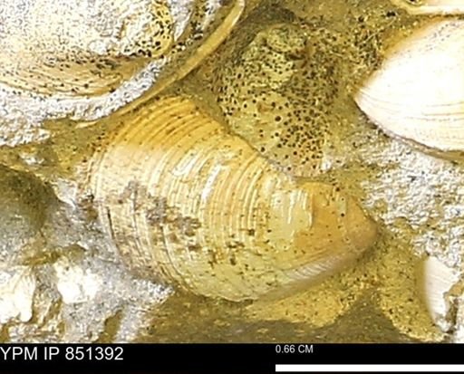 Limopsis striatopunctatus