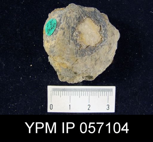 Orthostrophia strophomenoides