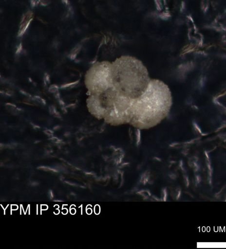 undet. Foraminiferida