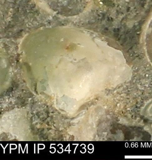 Protocardia subquadrata