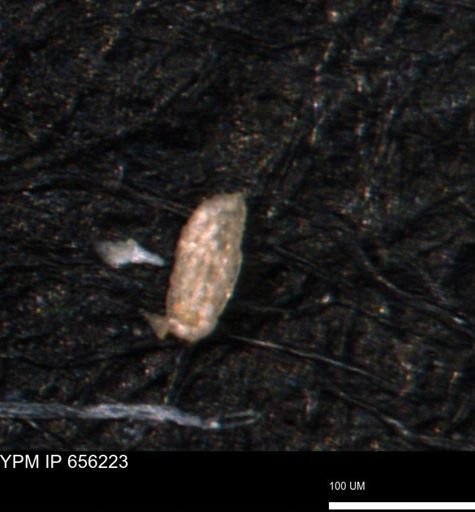 Spirolocammina planula