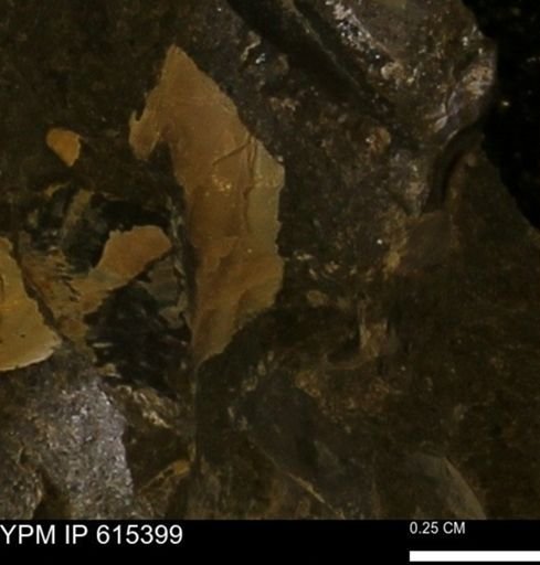undet. Mollusca