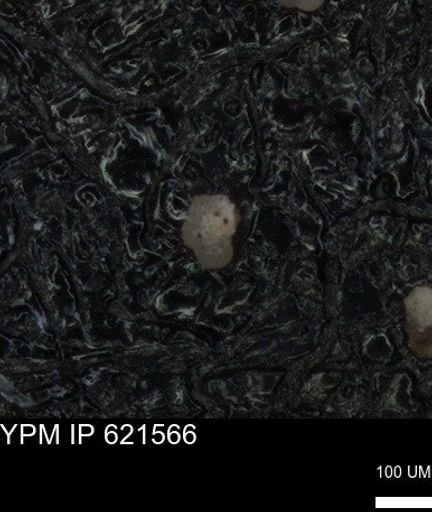 undet. Foraminiferida
