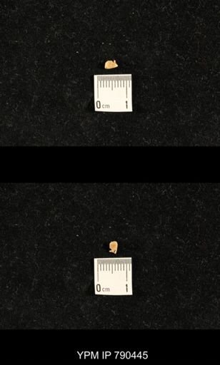 taxon undetermined