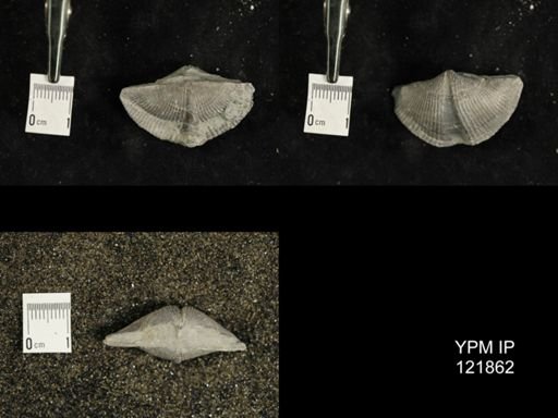 Mediospirifer medialis