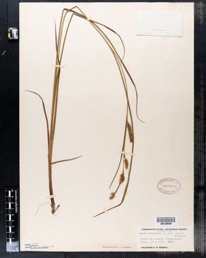 Plantae