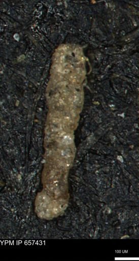 Ammobaculites petilus
