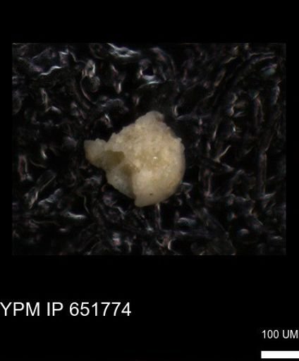 undet. Foraminiferida