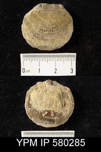 undet. Orthotetida