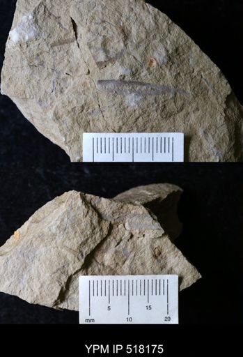 undet. Graptolithina