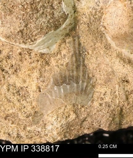 Oxytoma (Hypoxytoma) nebrascana