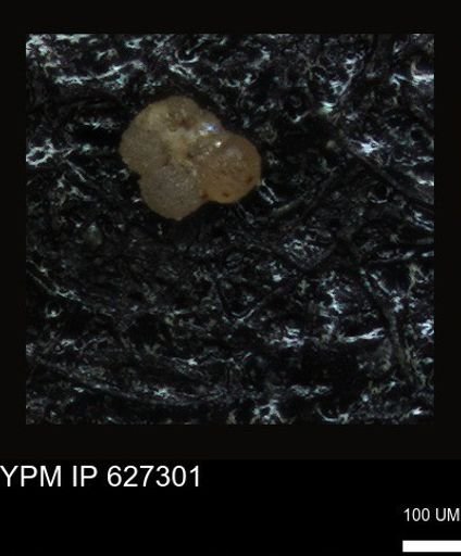 undet. Foraminiferida