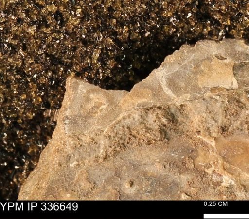 undet. Mollusca