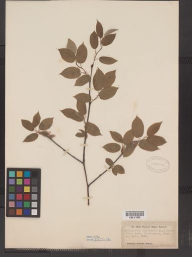 Amelanchier arborea