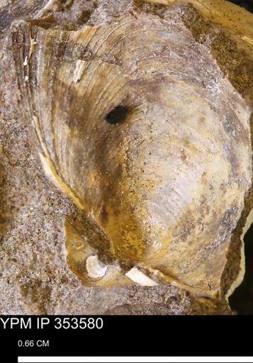 Limopsis striatopunctatus