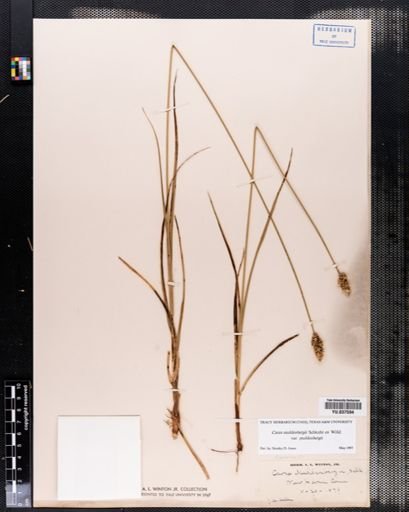 Carex muehlenbergii
