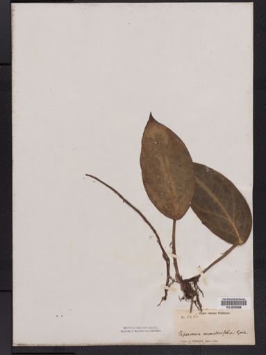 Peperomia septuplinervia