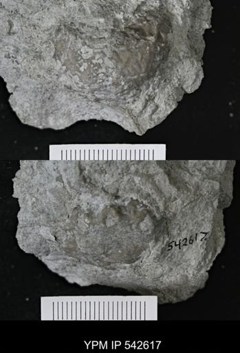 Dolatocrinus sp.