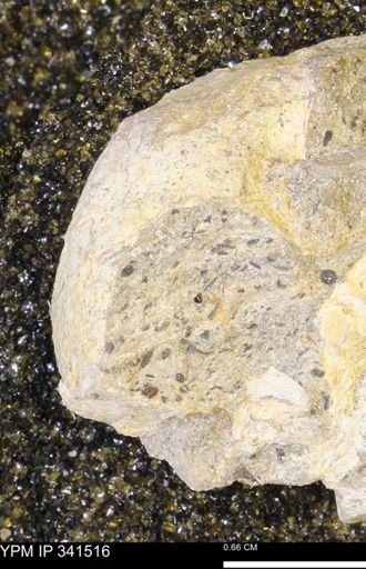 Scaphites sp.