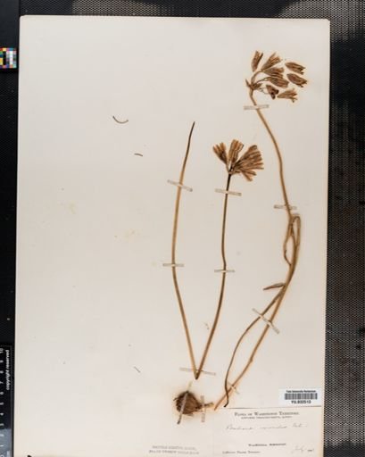 Brodiaea