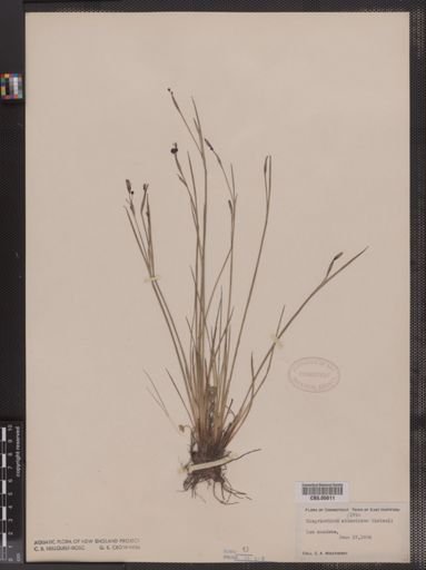Sisyrinchium atlanticum