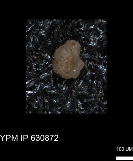 undet. Foraminiferida