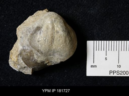 Brachiopoda