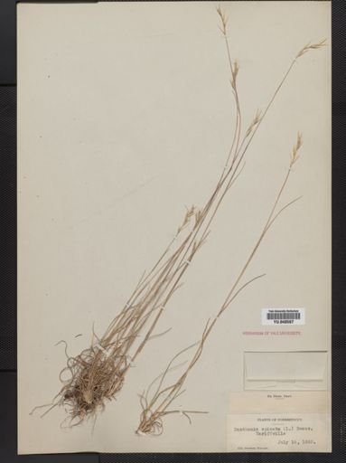 Danthonia spicata