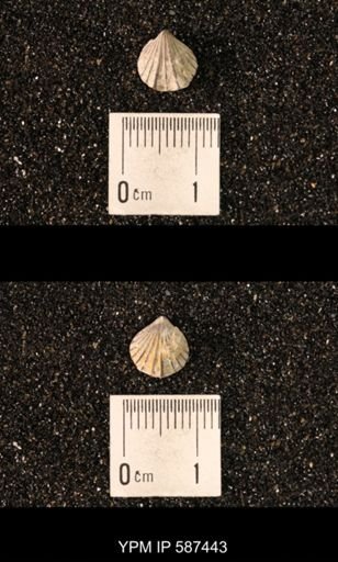 Camarotoechia whitei