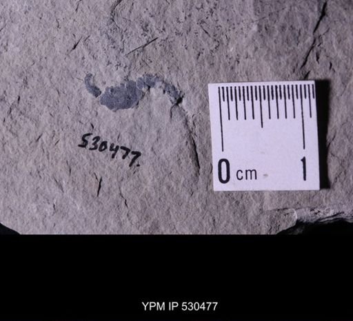 Castericystis vali