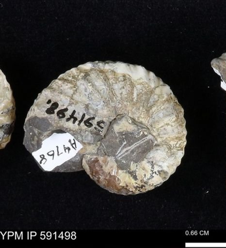 Hoploscaphites