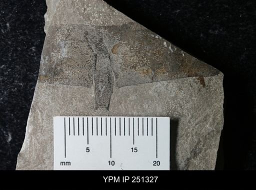 undet. Eurypterida