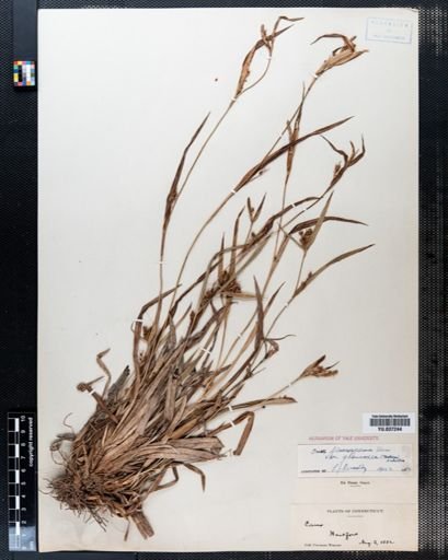 Carex flaccosperma