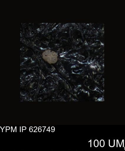 undet. Foraminiferida