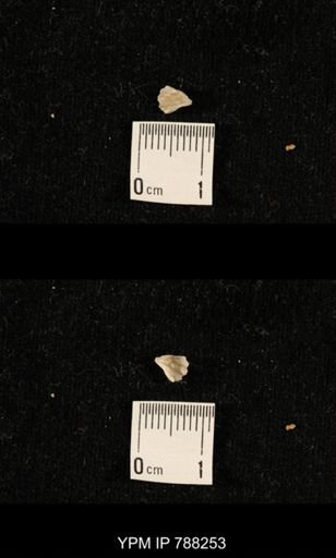 undet. Brachiopoda